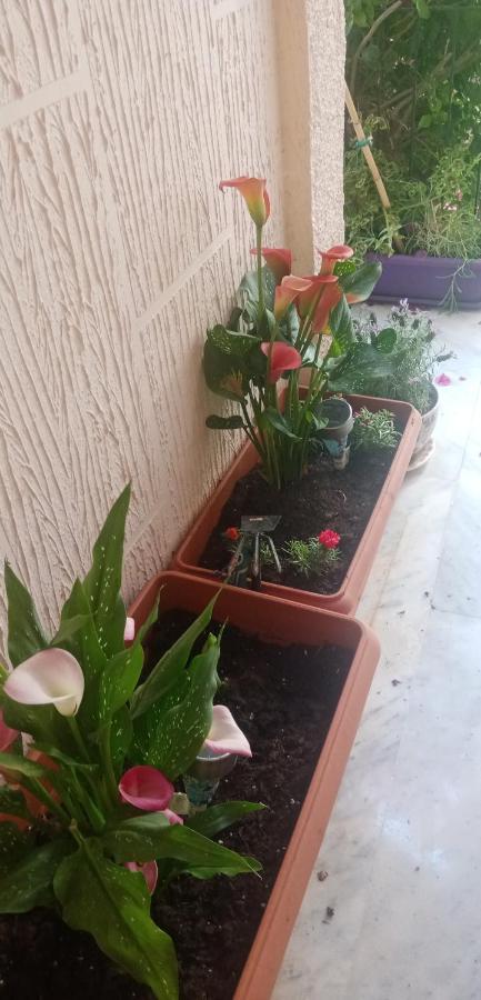 Aegina'S Flowers House Bagian luar foto