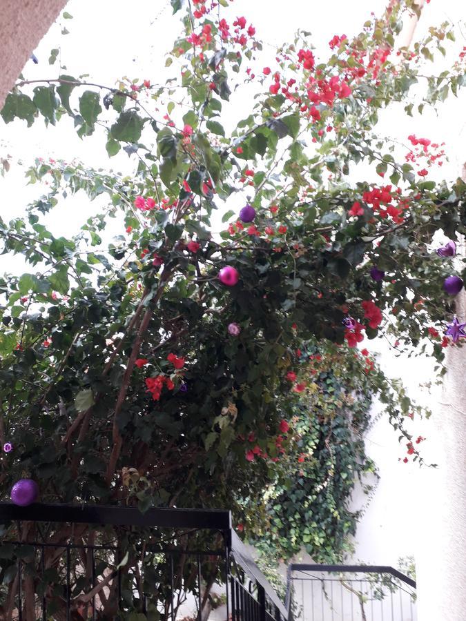 Aegina'S Flowers House Bagian luar foto
